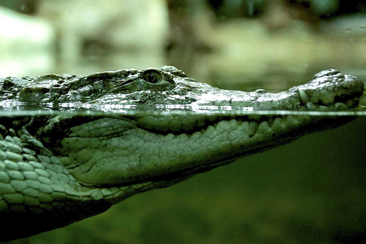 crocodile - 