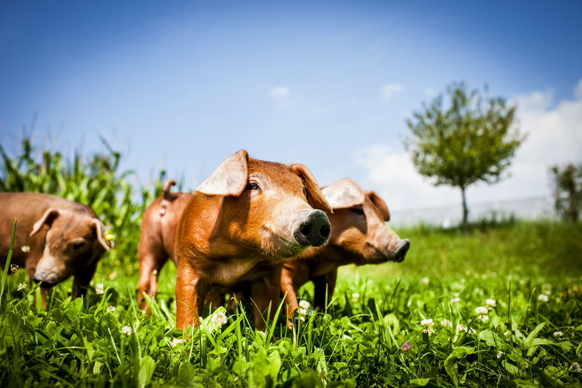 happy pigs - 